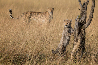 I've Got it Mum Triptych