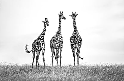 Giraffes in the  Mara plains