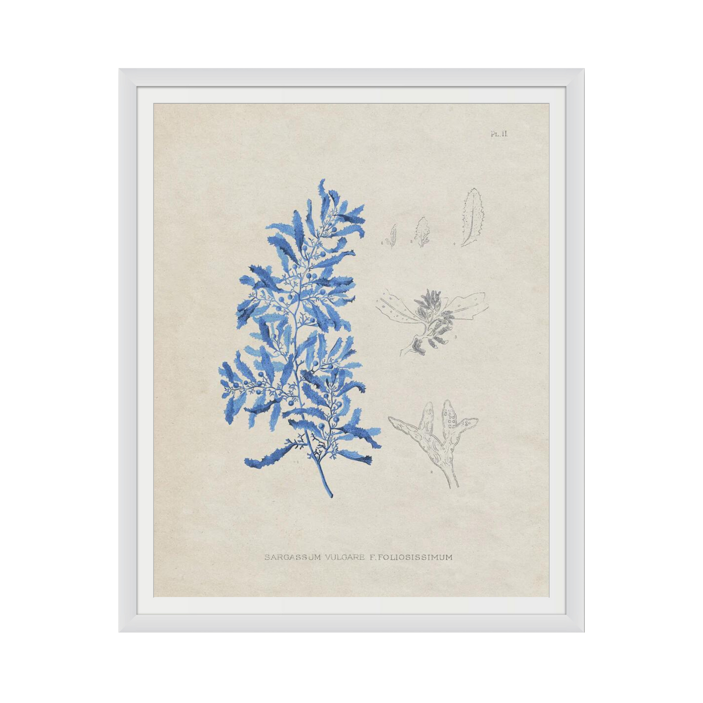 Blue Marine Algae VI
