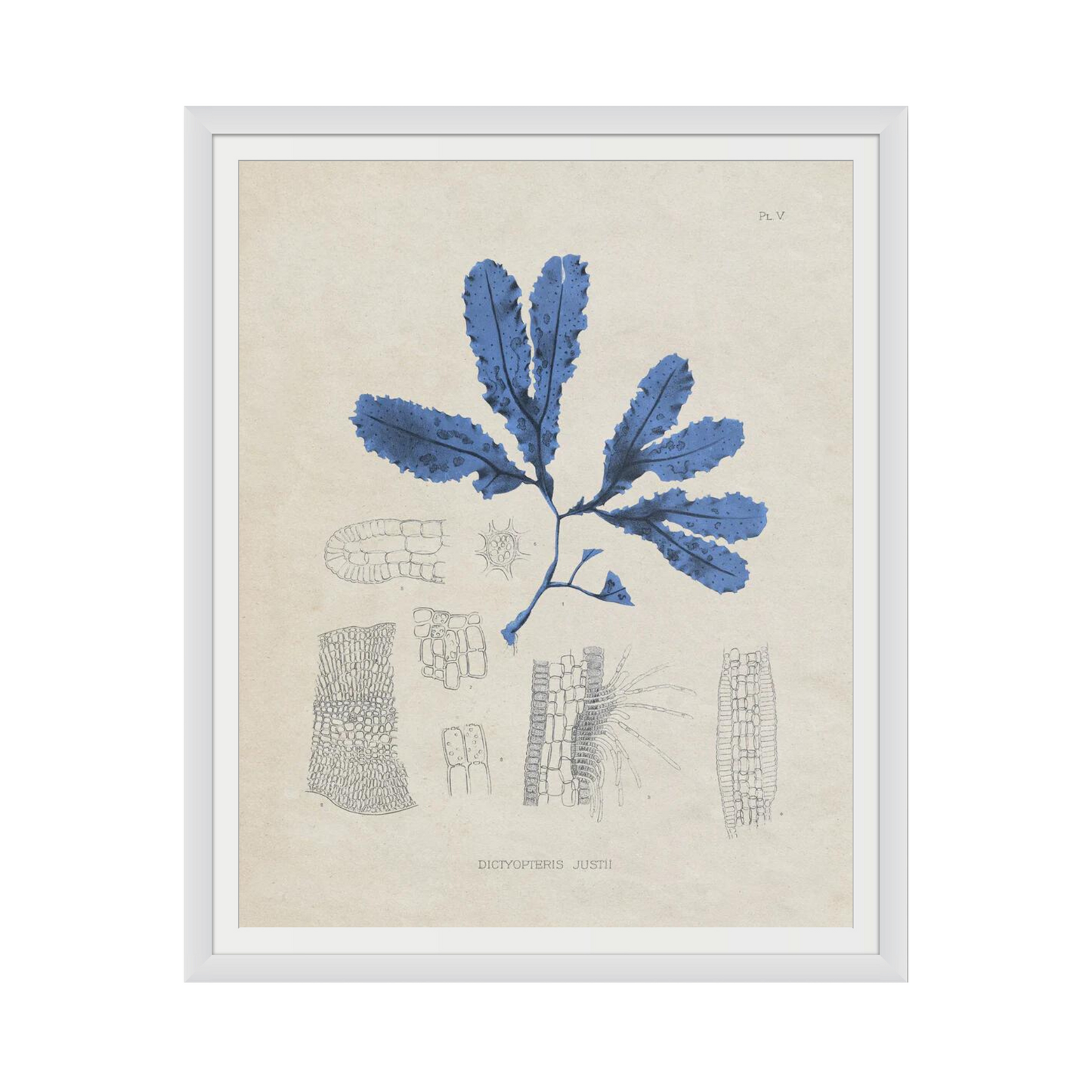 Blue Marine Algae VII