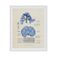 Blue Marine Algae IV