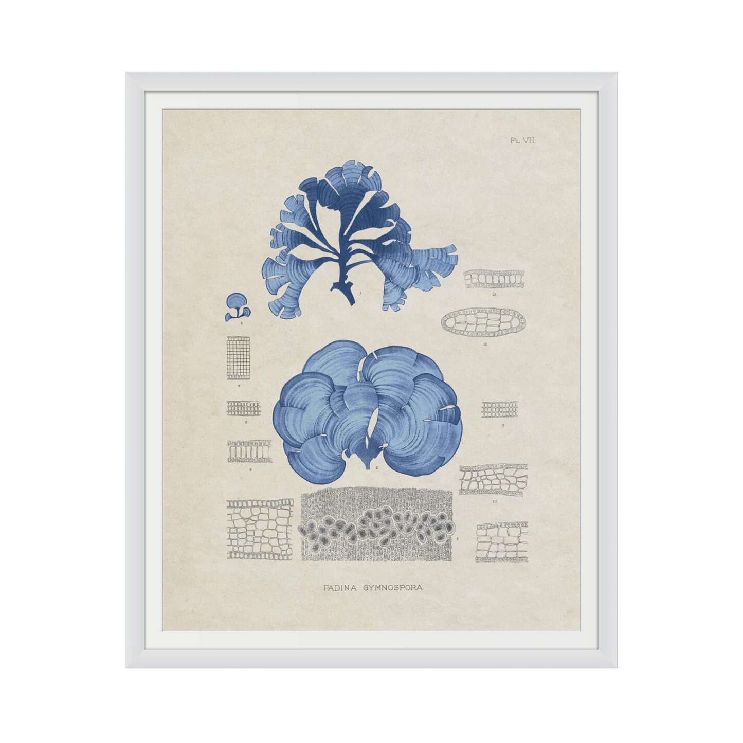 Blue Marine Algae IV