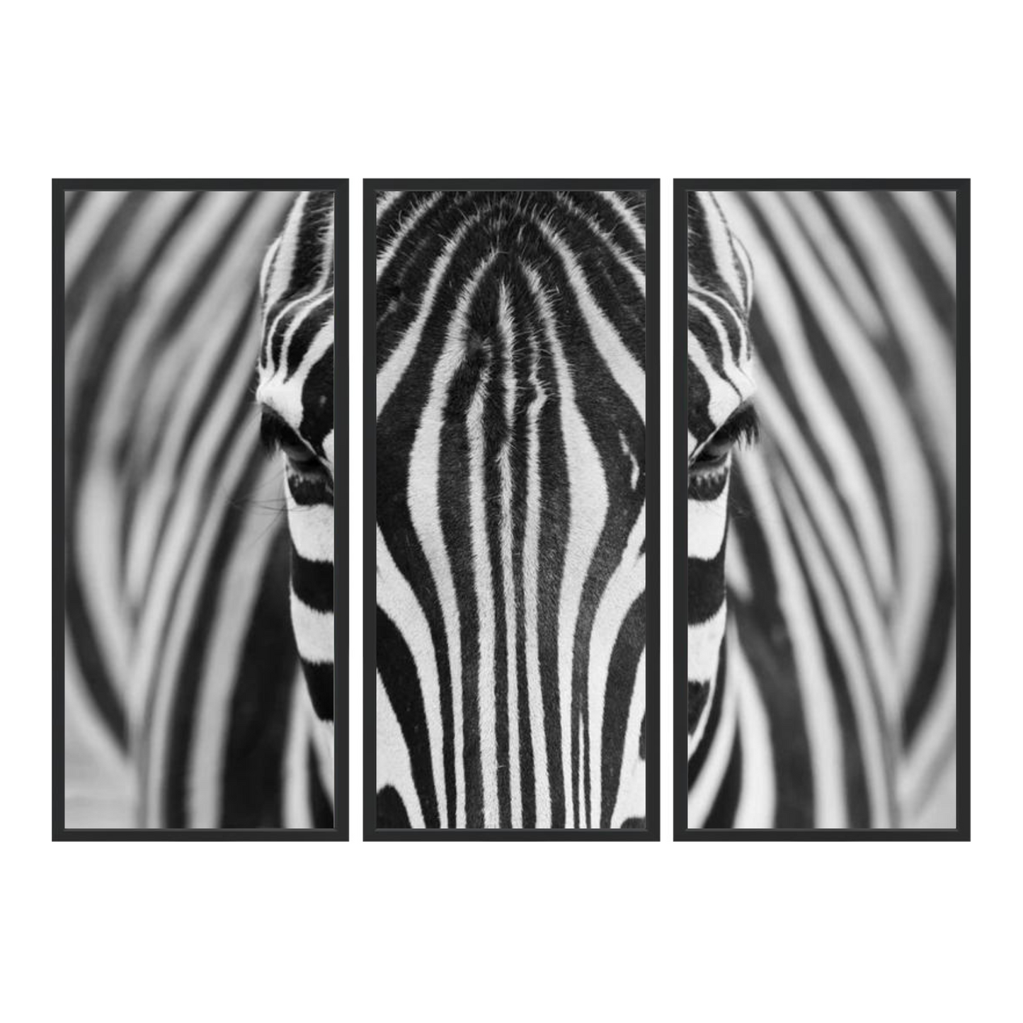 Zepra the Zebra Triptych