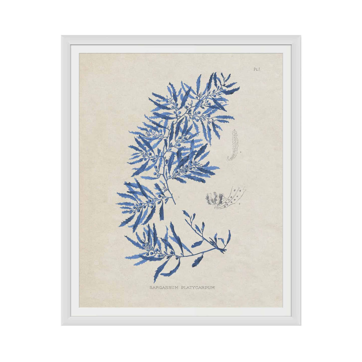 Blue Marine Algae III