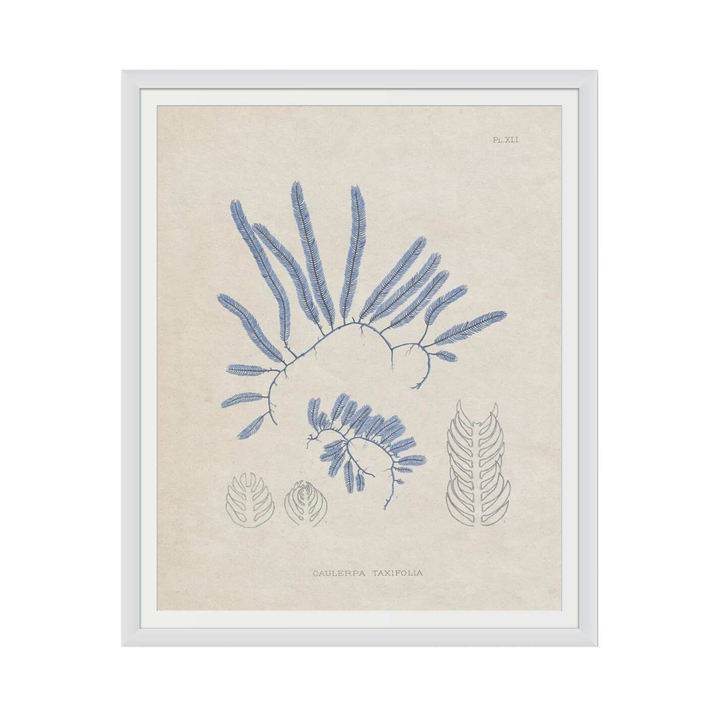 Blue Marine Algae II