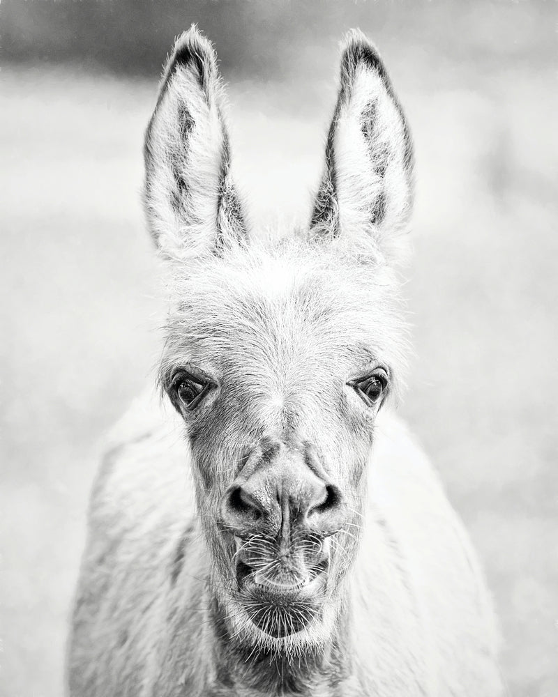 Donkey Portrait IV