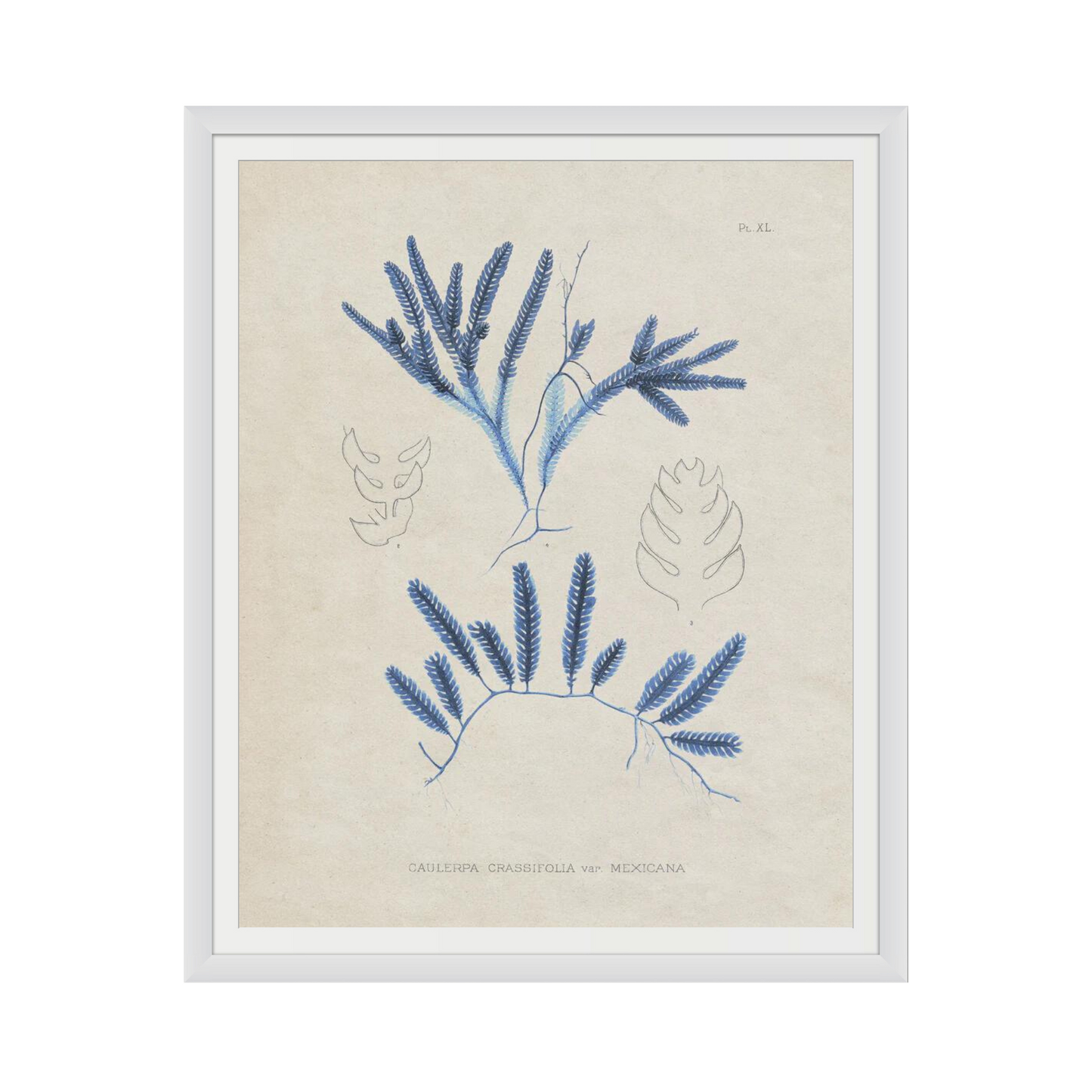 Blue Marine Algae I