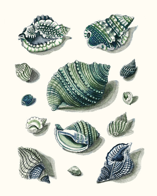 Celadon Shells II