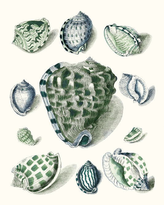 Celadon Shells III