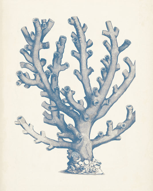 Antique Coral Collection VI