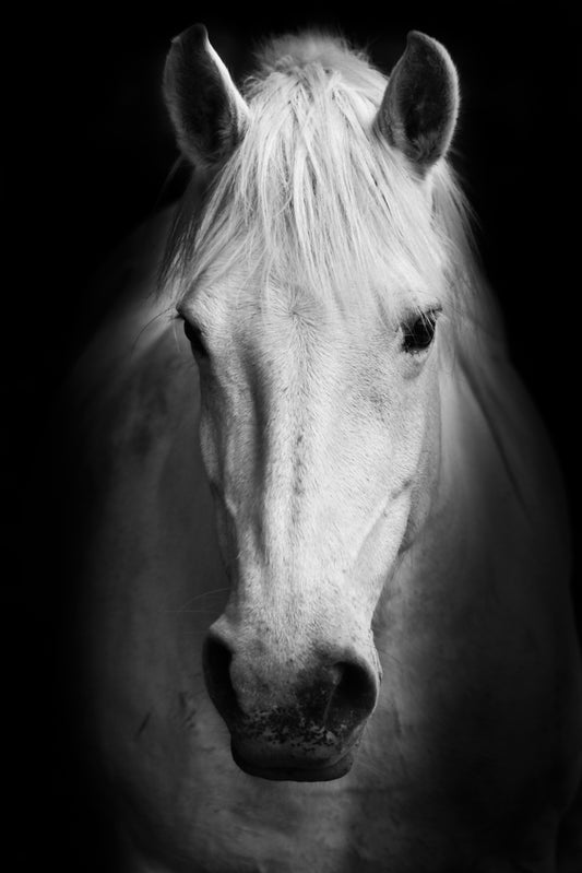 Portrait of a white horse.