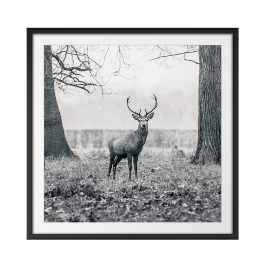 Stag in the forest