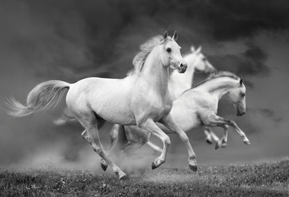 White gallop #2
