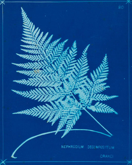 Cyanotype Ferns II