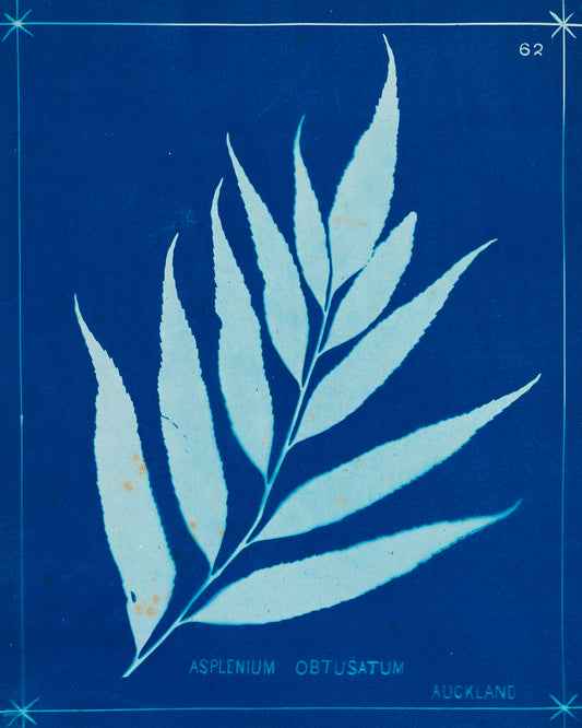 Cyanotype Ferns VII