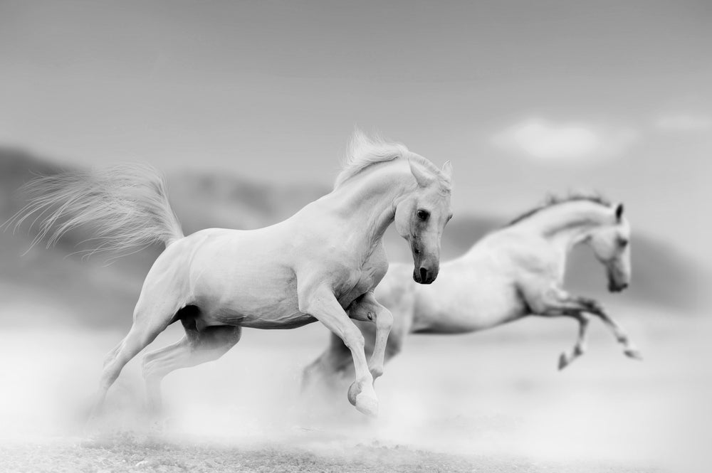 White gallop
