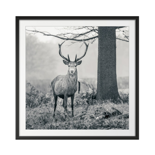 Stag in the forest #2