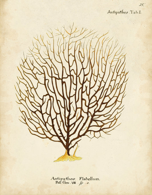Esper Sea Fans III
