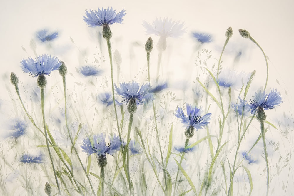 Cornflowers