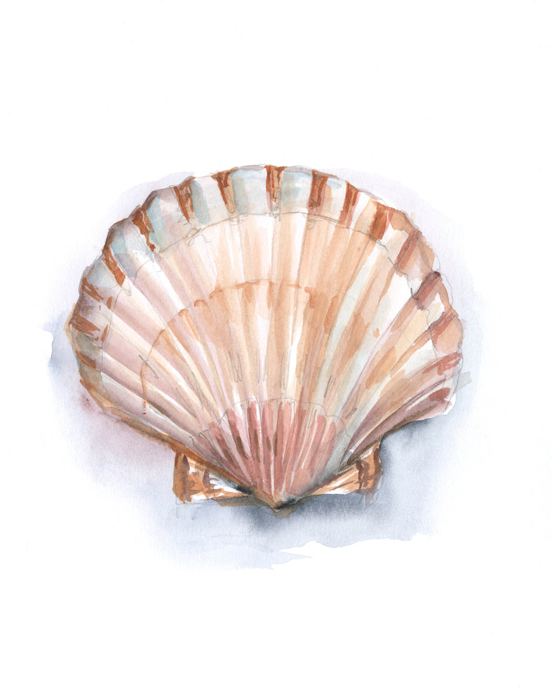 Pastel Shell Collection III