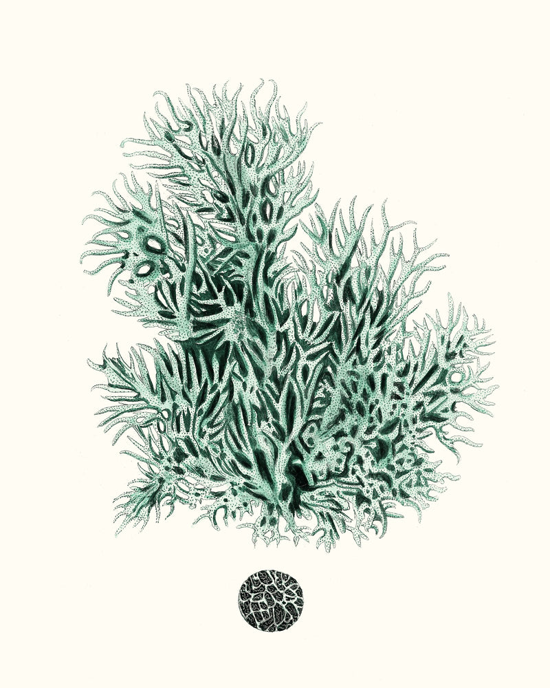 Antique Coastal Coral V