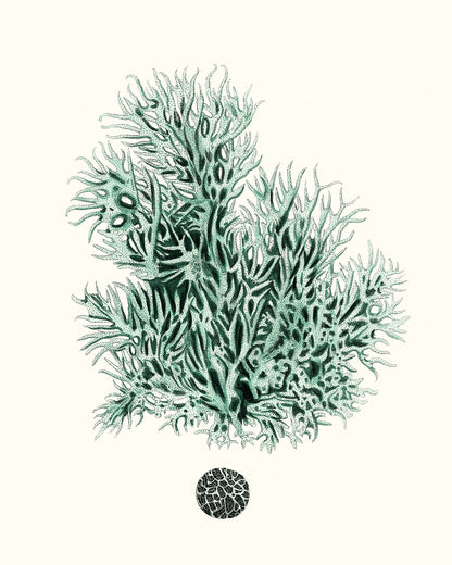 Antique Coastal Coral V