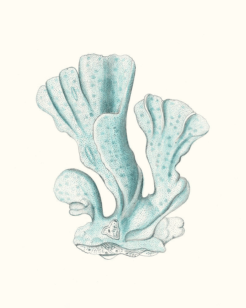 Antique Coastal Coral XI