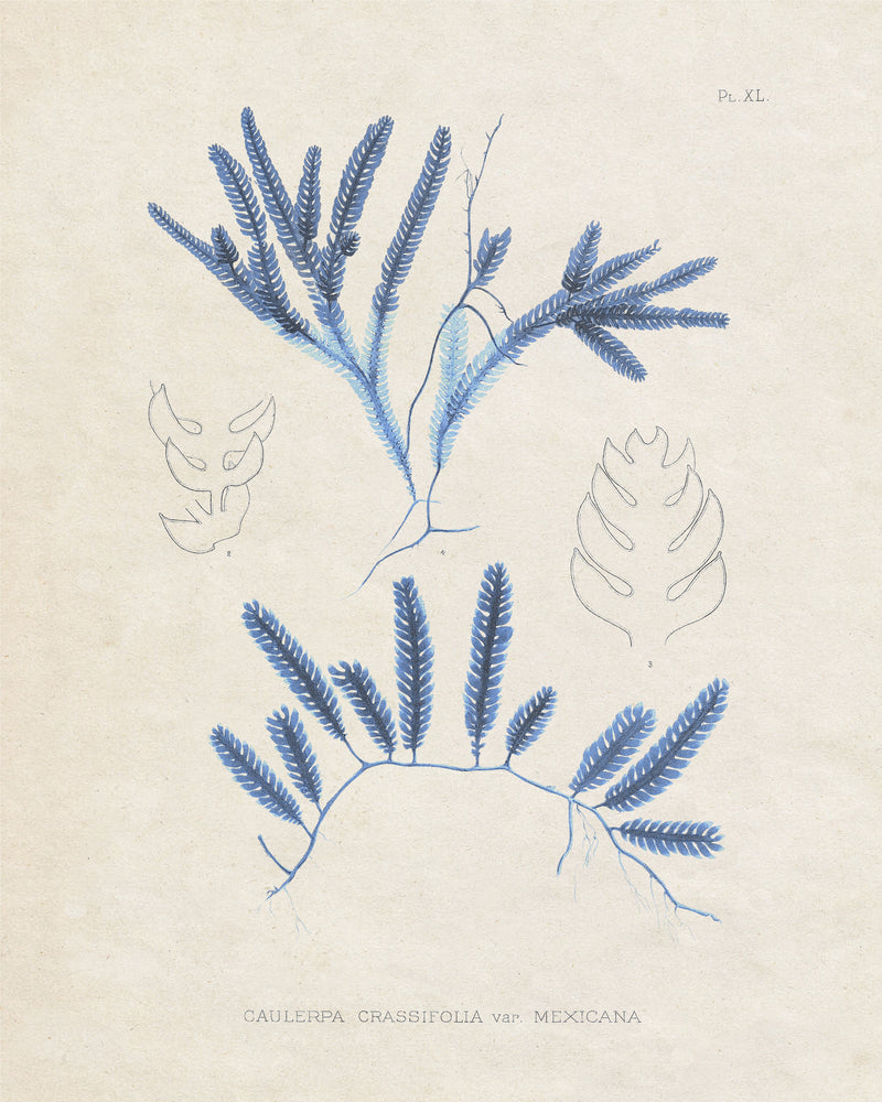 Blue Marine Algae I