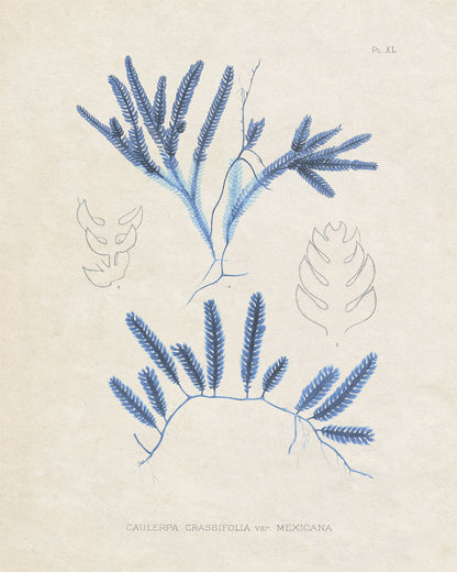 Blue Marine Algae I