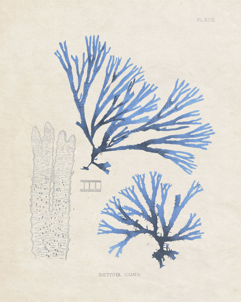 Blue Marine Algae V