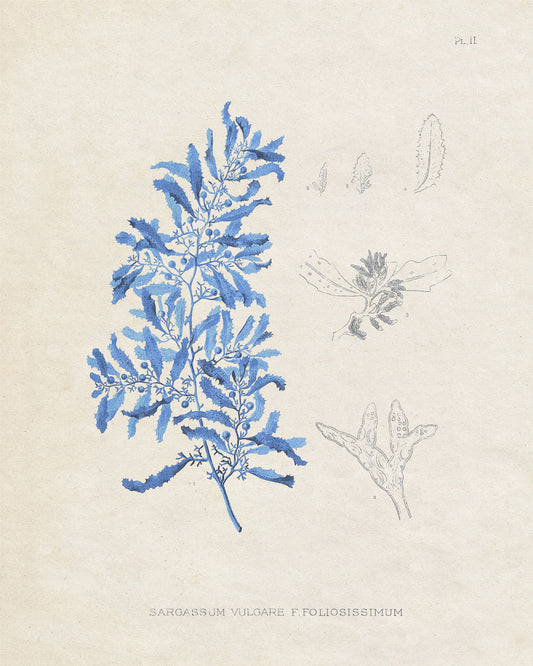 Blue Marine Algae VI
