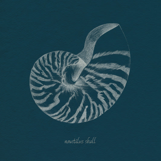 Shell Study on Teal II