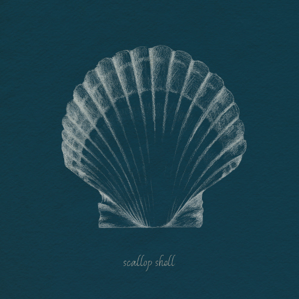 Shell Study on Teal III