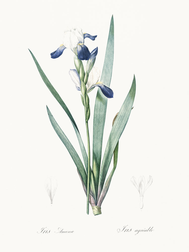 Delicate Iris II