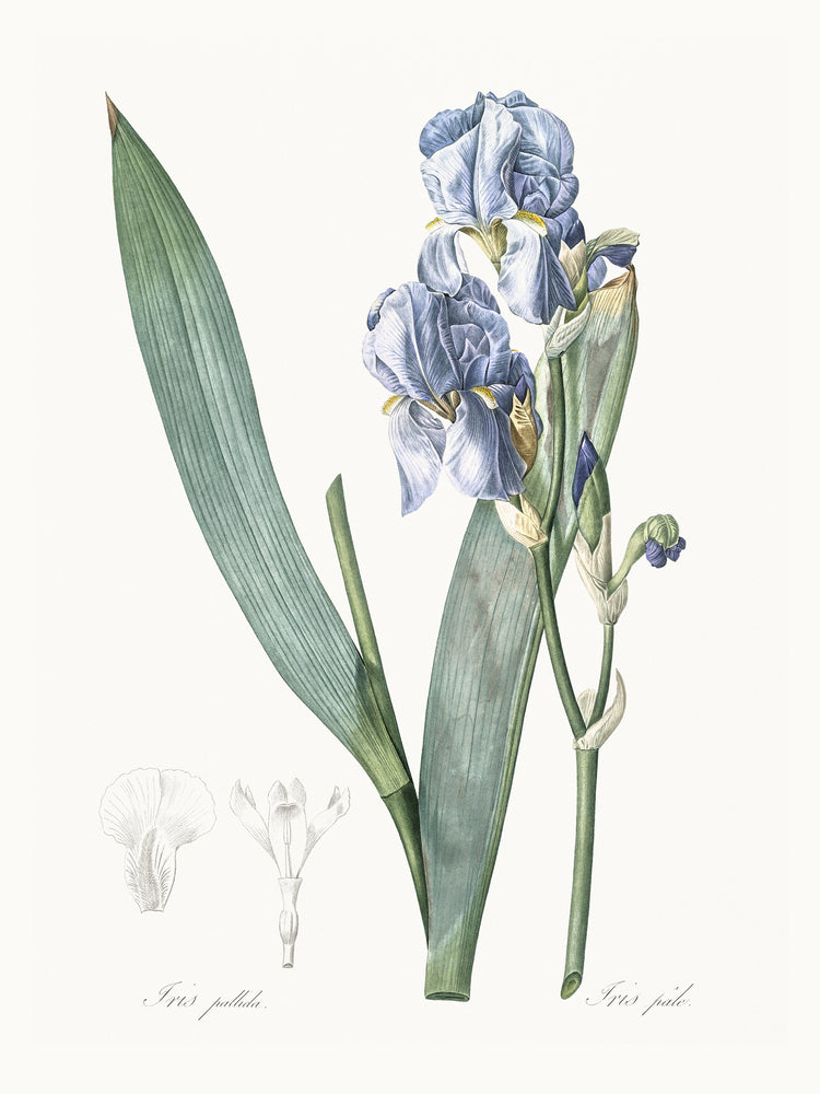 Delicate Iris III