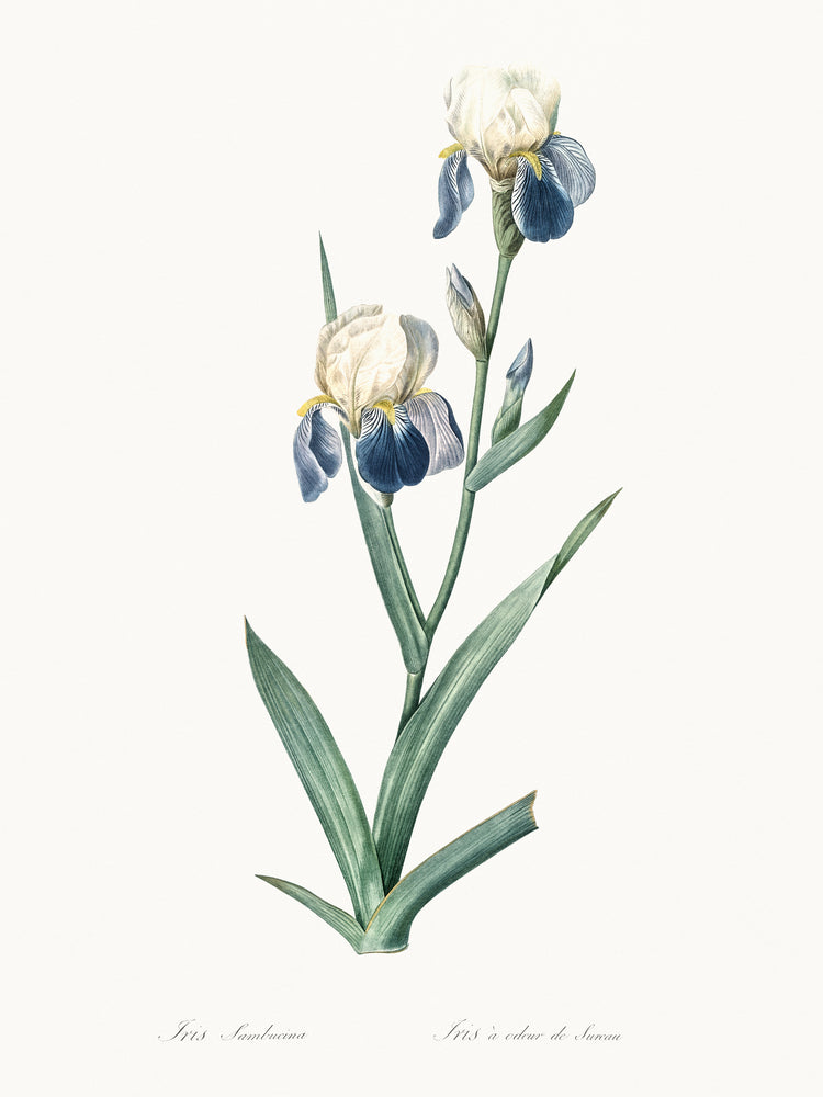 Delicate Iris VI