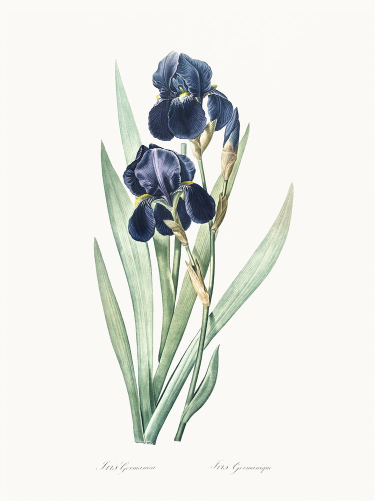 Delicate Iris VIII