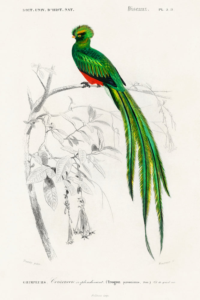 dOrbigny Exotic Bird III