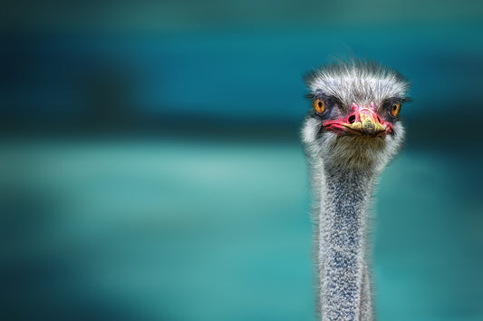 Ostrich Protecting
