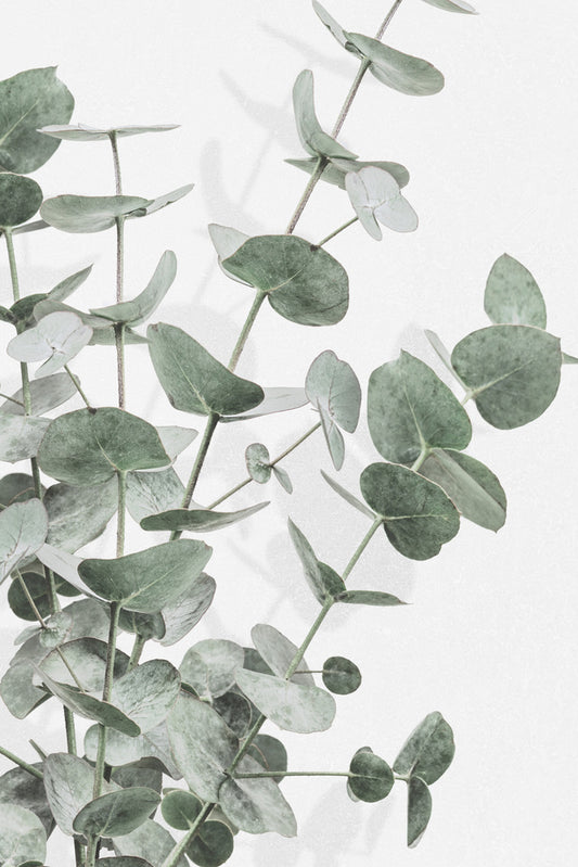 Eucalyptus_003