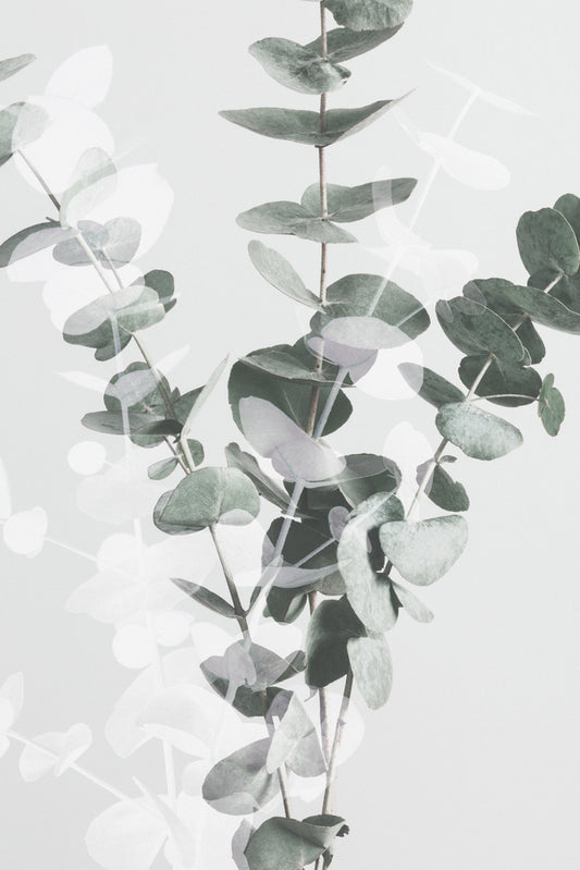 Eucalyptus_002