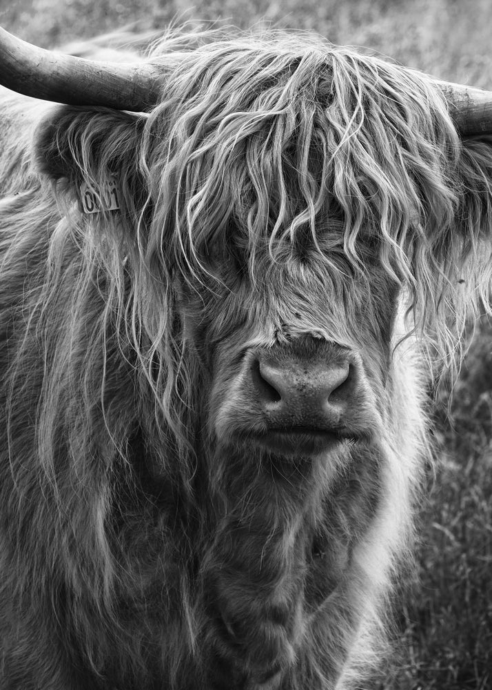 Highland cattle