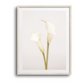 White Calla Lily No 1