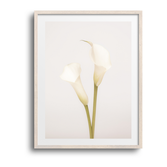 White Calla Lily No 1