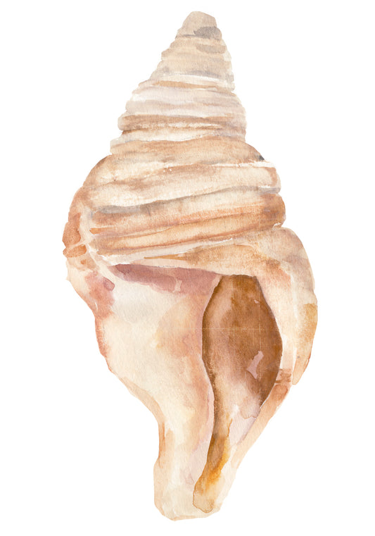 Seashell II