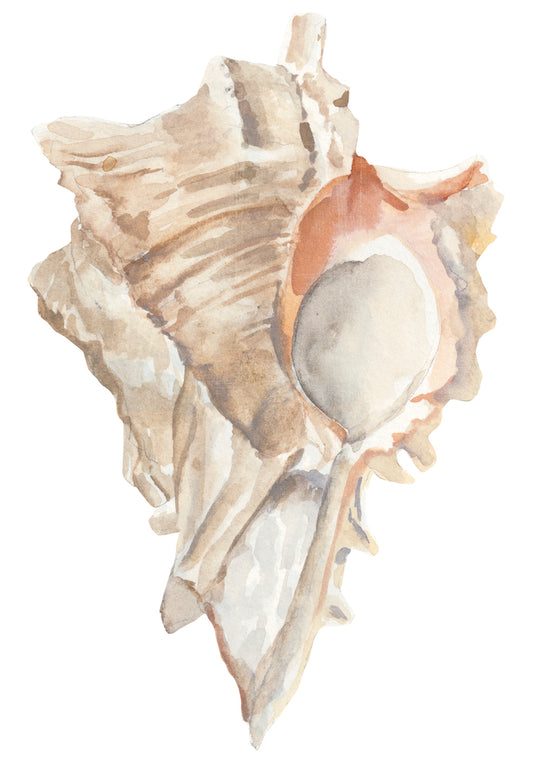 Seashell IV