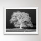 Tree on a hill, black and white