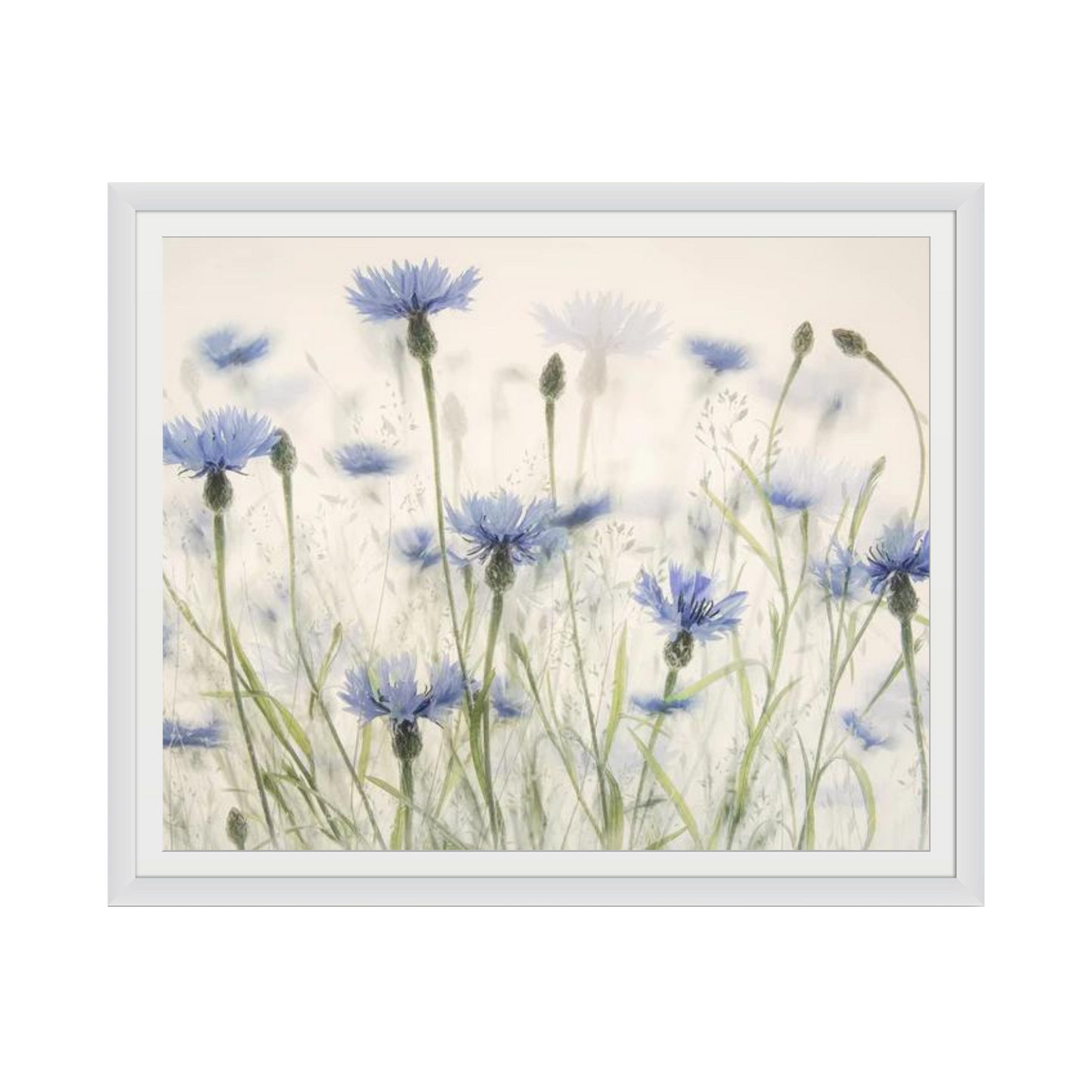 Cornflowers