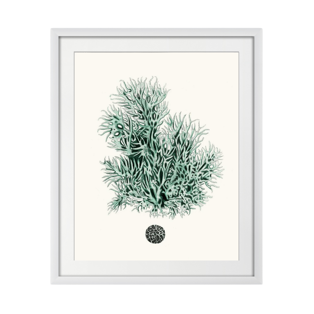 Antique Coastal Coral V