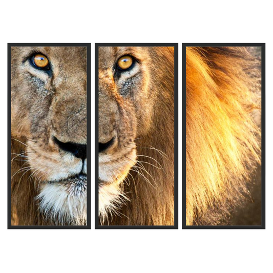 Sun kissed Male Lion Triptych